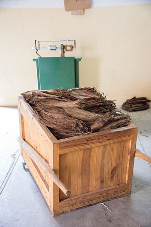 Leaves in Full Box