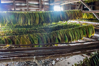 Drying Tobacco Leaves -3
