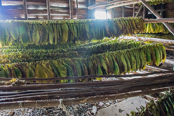 Drying Tobacco Leaves -3