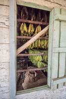 Drying Tobacco Leaves -1
