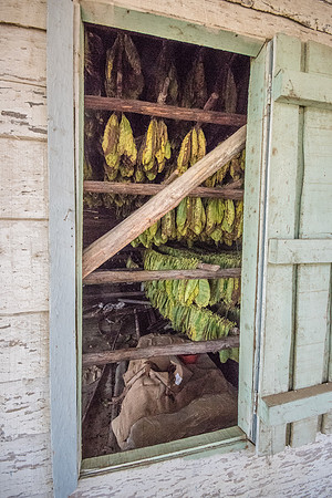 Drying Tobacco Leaves -1