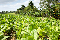Tobacco Fields -2