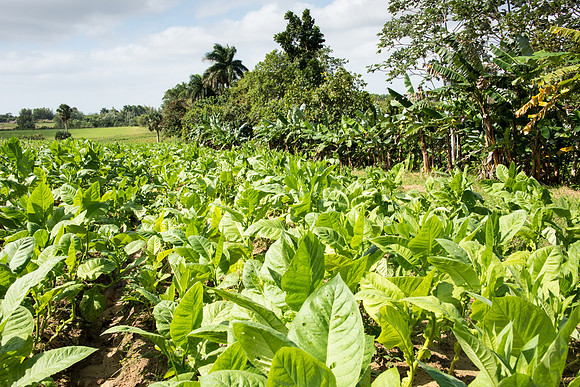Tobacco Fields -2