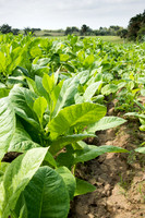 Tobacco Fields -1