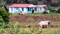 Farm -2
