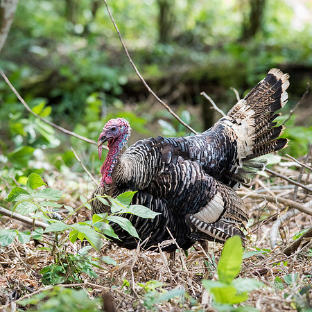 Wild Turkey