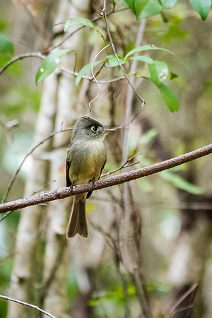 La Sagra's Flycatcher