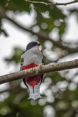Cuban Trogon - 1