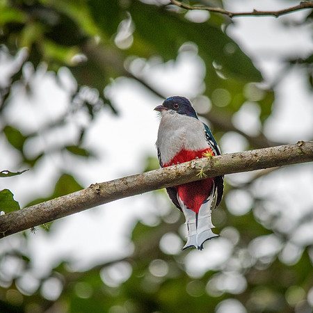 Cuban Trogon - 2