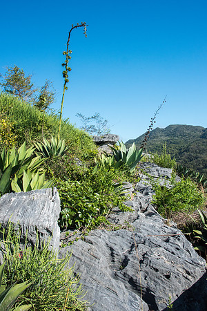 Rocks and Plants -1