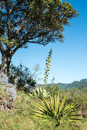 Rocks and Plants -2