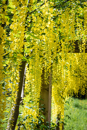 Blarney Castle Gardens -18