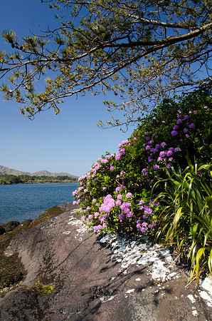 Ring of Beara - Derreen Gardens