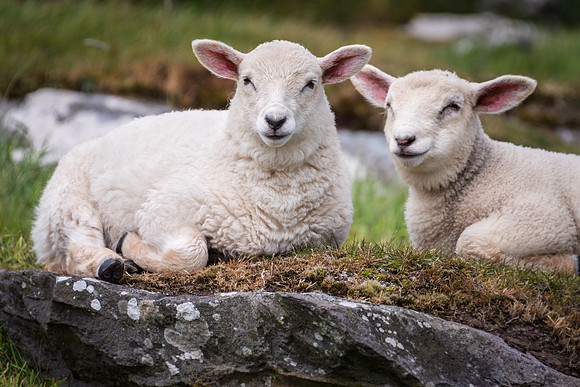 Dingle Sheep
