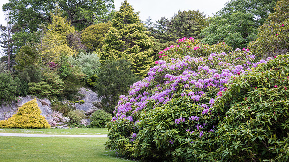 Killarney National Park - Muckross House Gardens -2