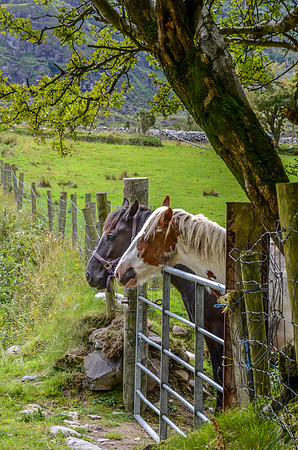 County Kerry - Gap of Dunloe - 6