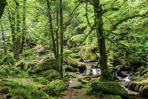 Killarney National Park - Torc Waterfall -2