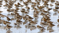 Godwits and Broad Billed Sandpipers Miranda Shore Bird Centre -2