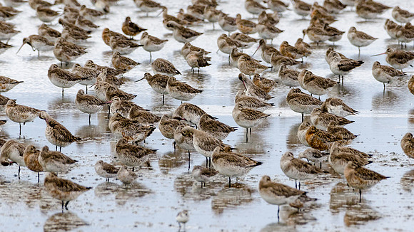 Godwits and Broad Billed Sandpipers Miranda Shore Bird Centre -2