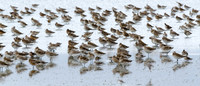 Godwits and Broad Billed Sandpipers Miranda Shore Bird Centre -1