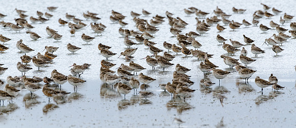 Godwits and Broad Billed Sandpipers Miranda Shore Bird Centre -1