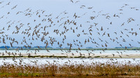 Bar Tailed Godwits Miranda Shore Bird Centre -2