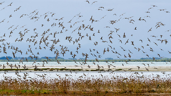 Bar Tailed Godwits Miranda Shore Bird Centre -2