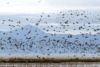 Bar Tailed Godwits Miranda Shore Bird Centre -1