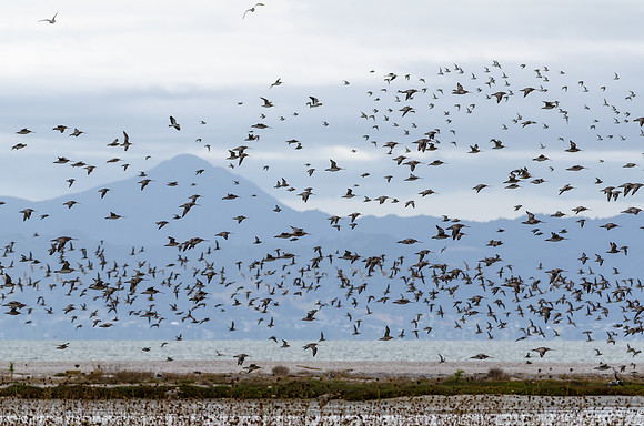 Bar Tailed Godwits Miranda Shore Bird Centre -1