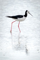 Pied Stilt Miranda Shore Bird Centre