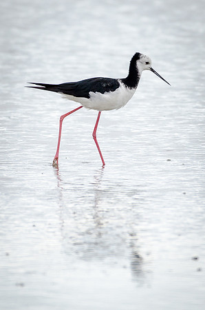 Pied Stilt Miranda Shore Bird Centre