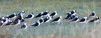 Pied Stilts Miranda Shore Bird Centre