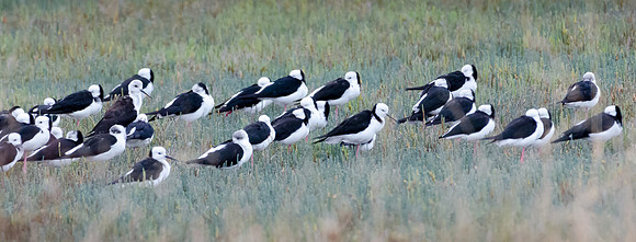 Pied Stilts Miranda Shore Bird Centre