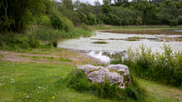 Blarney Castle Gardens -2