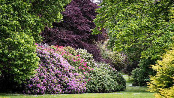 Killarney National Park - Muckross House Gardens -3