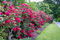 Blarney Castle Gardens -13