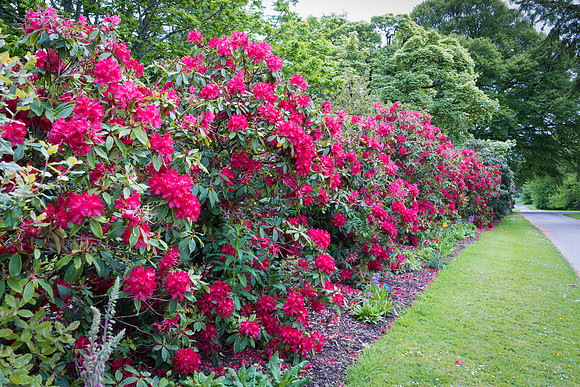 Blarney Castle Gardens -13