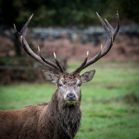 Lone Red Deer Stag -2