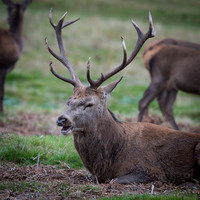 Red Deer Stag with Herd