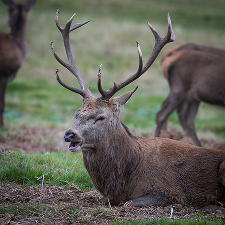 Red Deer Stag with Herd