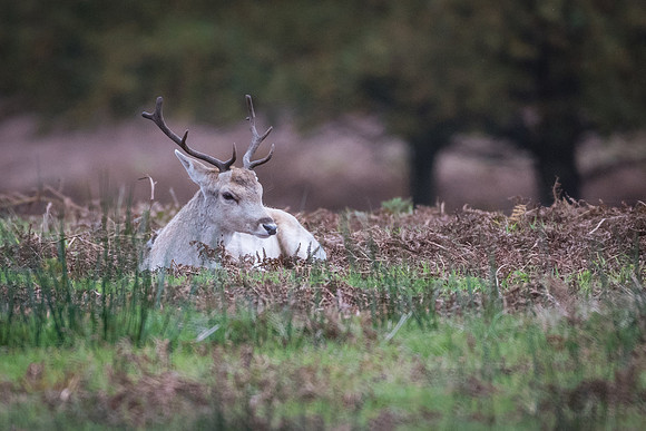Fallow Deer Buck