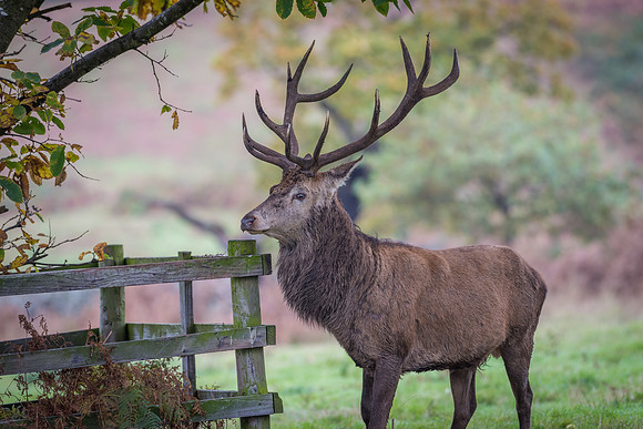Red Deer Stag at Rubbing Post