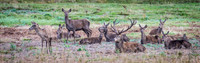 Red Deer Herd