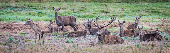 Red Deer Herd
