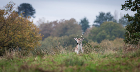 Fallow Deer Doe