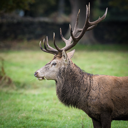 Lone Red Deer Stag -3