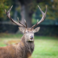 Bradgate Park