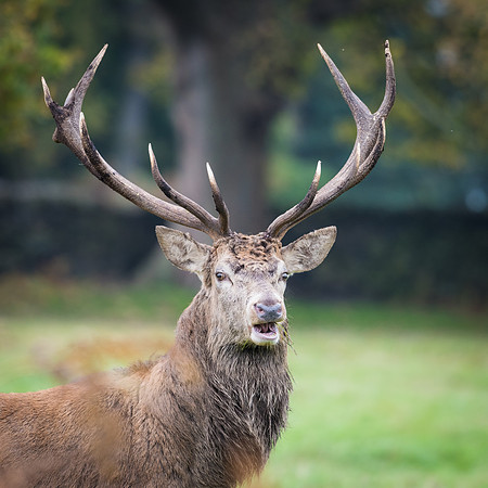 Lone Red Deer Stag -1