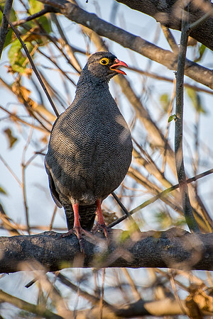 Red-billed Francolin