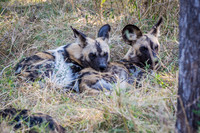 Wild Dogs